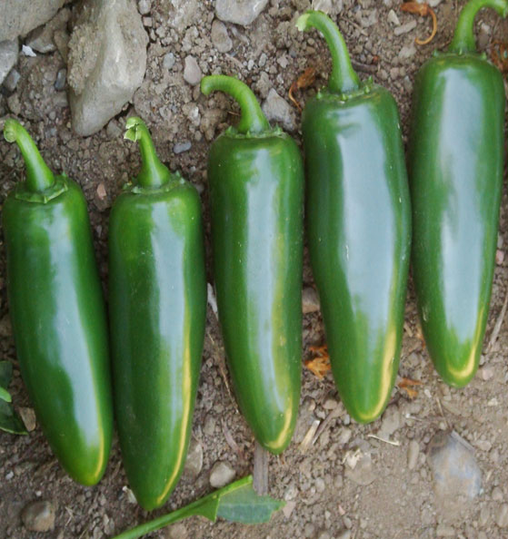 Barajas - Hot Pepper, Jalapeño