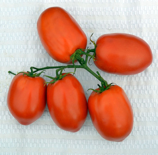 UG-4369, determinate saladette,tomato