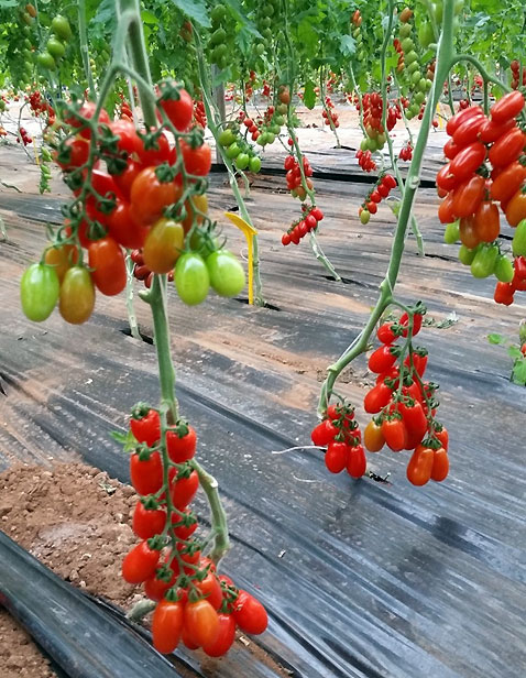UGI 1683-16, Specialty tomato