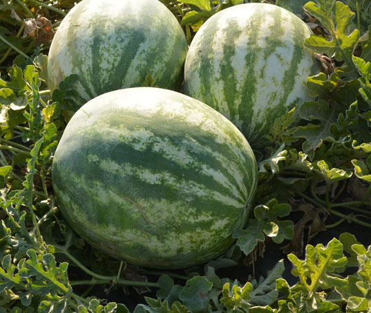 Fortuna - Watermelon