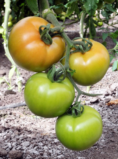 Jena - Tomato