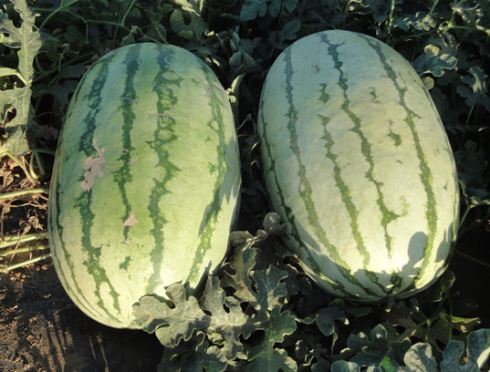 Jubimax - watermelon