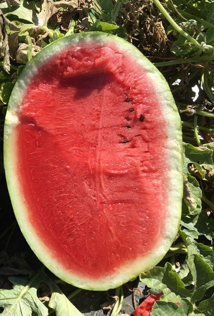 Santa Barbara - Watermelon