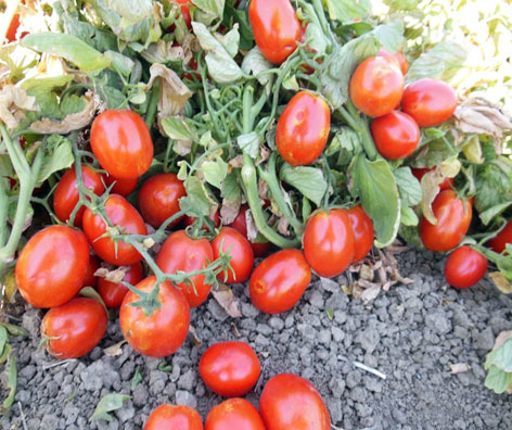 UG-16609, Processing Tomato