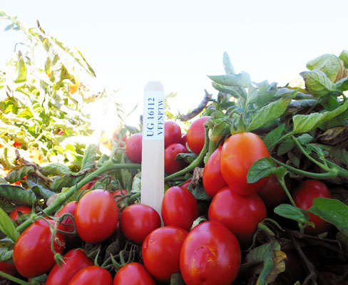 UG-16112-EFH , Processing Tomato