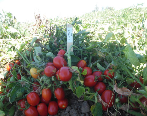UG-9436-Lyco, Processing Tomato