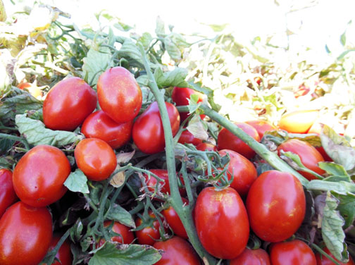 UG-32113 (EFH), Processing Tomato